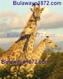 Giraffes at the Tshabalala Game Sanctuary