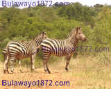 Zebras at the Tshabalala Game Sanctuary