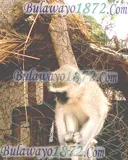Bush and wildlife, photograph 13 of 13